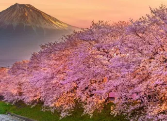 When Is the Best Time to Visit Japan?