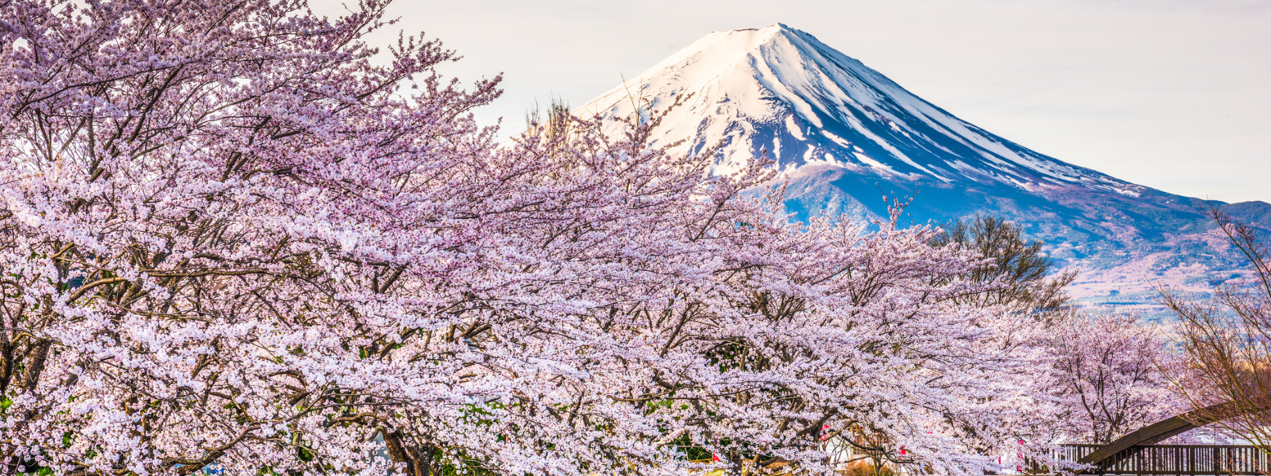 View of Mt. Fuji and cherry blossom trees, which can be seen while traveling with travel insurance for Japan