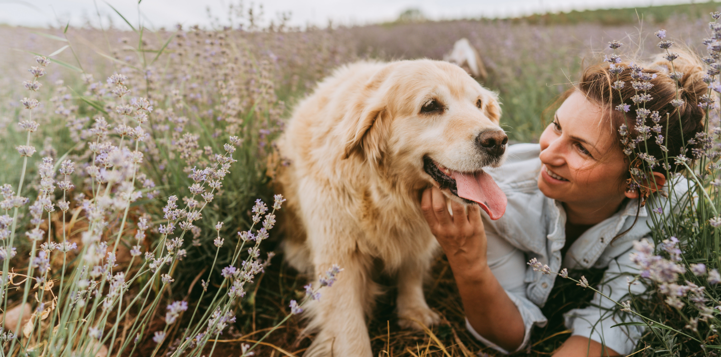 Young woman laying in a wildflower field smiling at her Golden Retriever dog with pet travel insurance