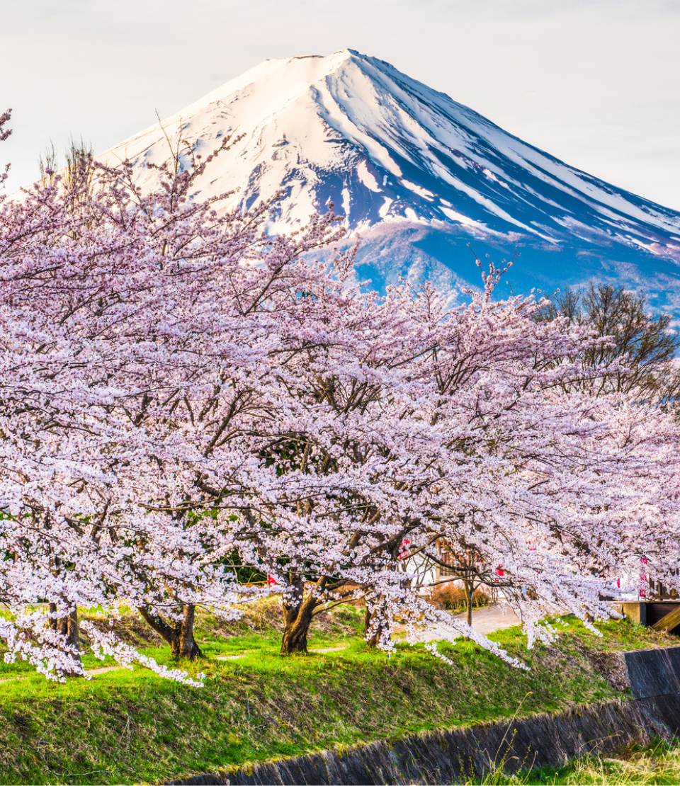 View of Mt. Fuji and cherry blossom trees, which you can see while traveling with travel insurance for Japan