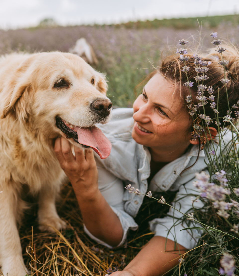 Young woman laying in a wildflower field smiling at her Golden Retriever dog with pet travel insurance