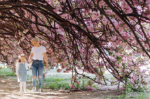 Mother and daughter holding hands under a cherry tree at a cherry blossom festival.